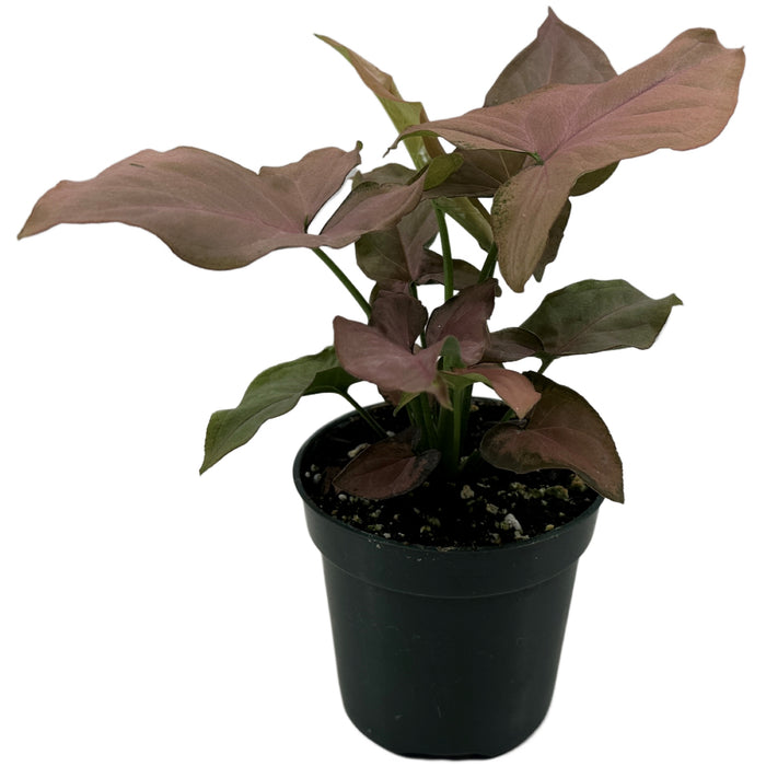 Syngonium Pink Perfection Starter Plant or 4" Grower Pot