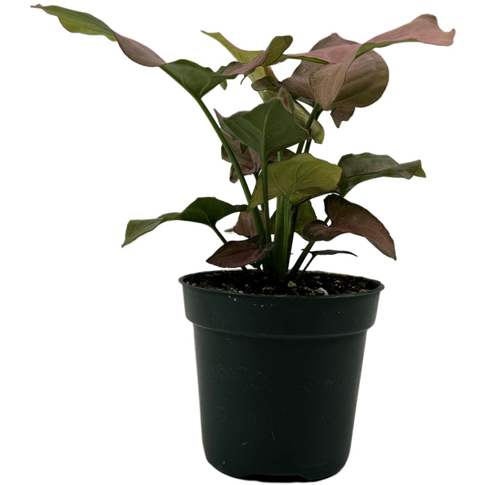 Syngonium Pink Perfection Starter Plant or 4" Grower Pot