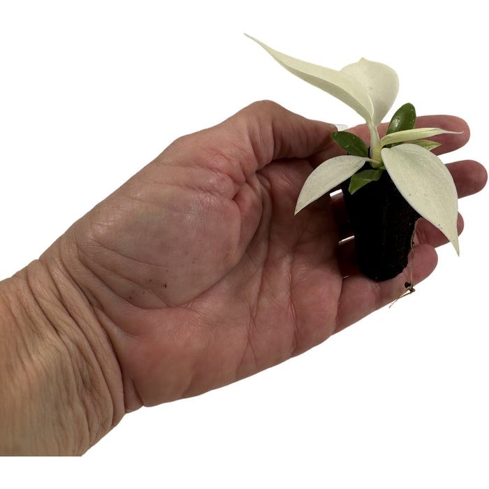 Philodendron Florida Ghost-Starter Plant/ 4" Grower Pot