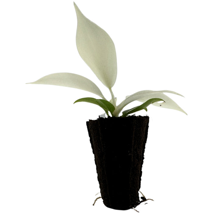 Philodendron Florida Ghost-Starter Plant/ 4" Grower Pot