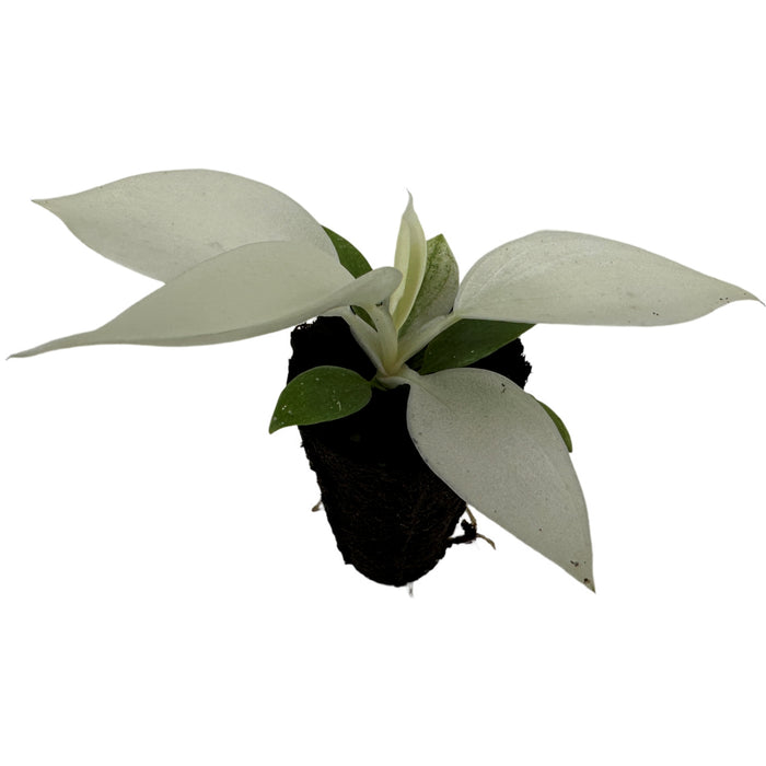 Philodendron Florida Ghost-Starter Plant/ 4" Grower Pot