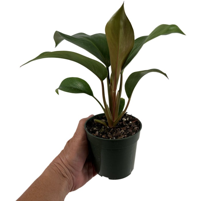 Philodendron Tatei "Rojo Congo" Starter Plant/4" Grower Pot