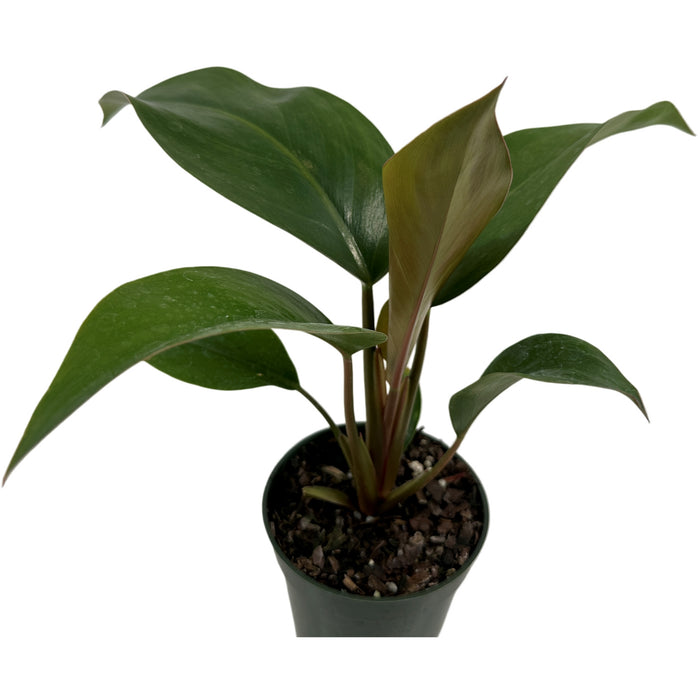 Philodendron Tatei "Rojo Congo" Starter Plant/4" Grower Pot