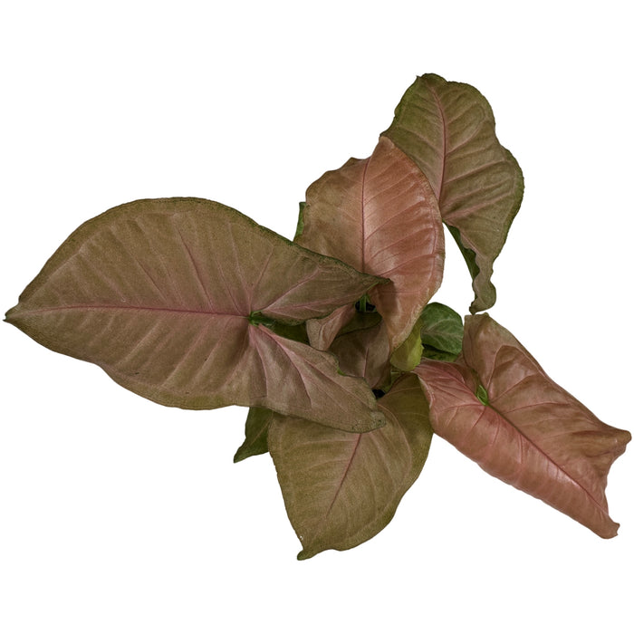 Syngonium Strawberry Cream Starter Plant/4" Grower Pot