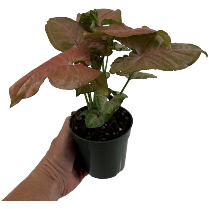 Syngonium Strawberry Cream Starter Plant/4" Grower Pot