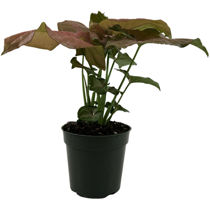 Syngonium Strawberry Cream Starter Plant/4" Grower Pot