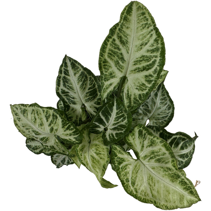 Syngonium  Podophyllum Glo Go -Starter Plant/4" Grower Pot