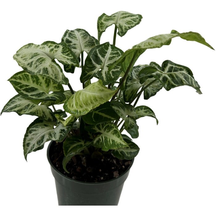 Syngonium  Podophyllum Glo Go -Starter Plant/4" Grower Pot