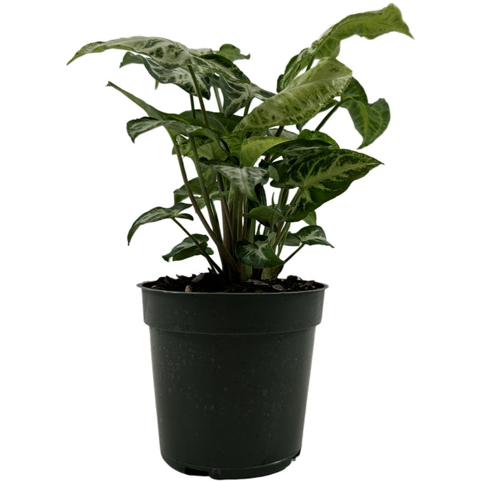 Syngonium  Podophyllum Glo Go -Starter Plant/4" Grower Pot