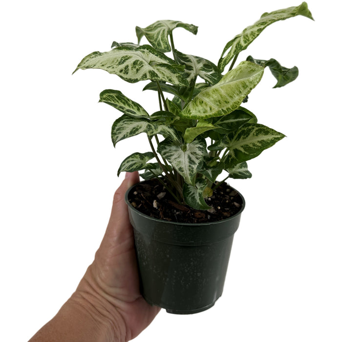 Syngonium  Podophyllum Glo Go -Starter Plant/4" Grower Pot