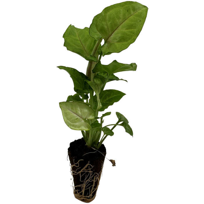 Syngonium Cream Allusion -Starter Plant or 4" Grower Pot