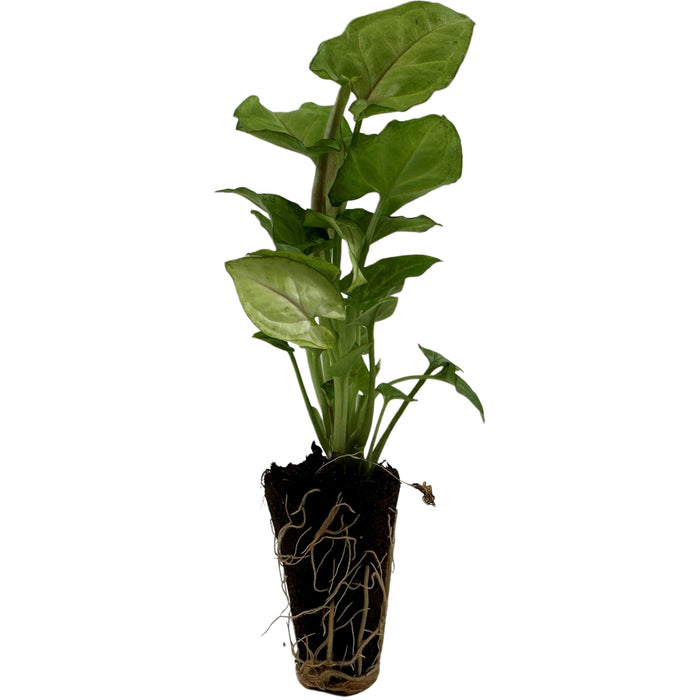 Syngonium Cream Allusion -Starter Plant or 4" Grower Pot