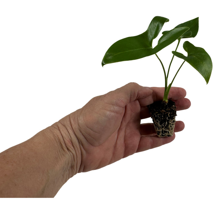 Philodendron Goeldii-Starter Plant or 4" Grower Pot