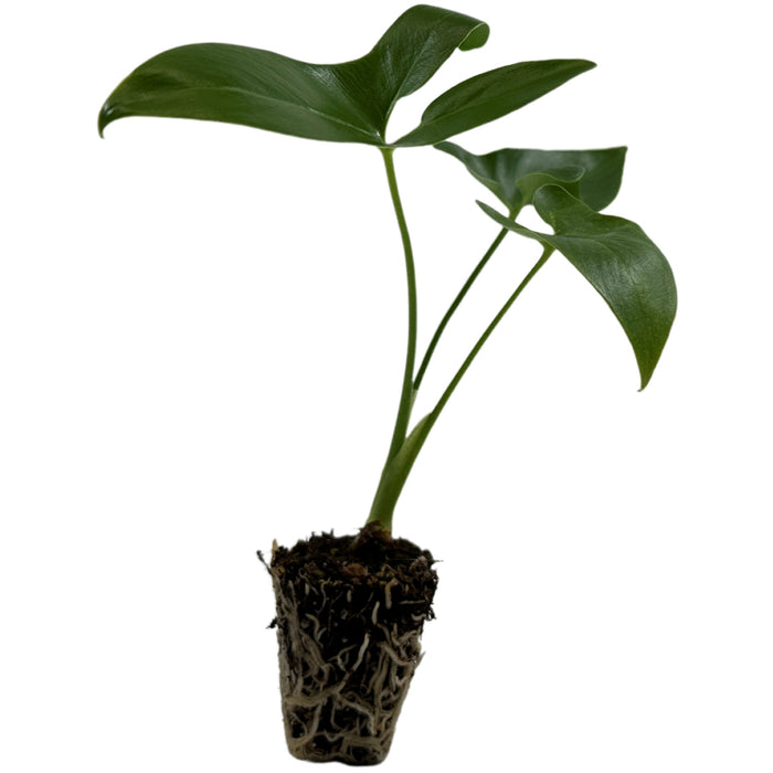 Philodendron Goeldii-Starter Plant or 4" Grower Pot