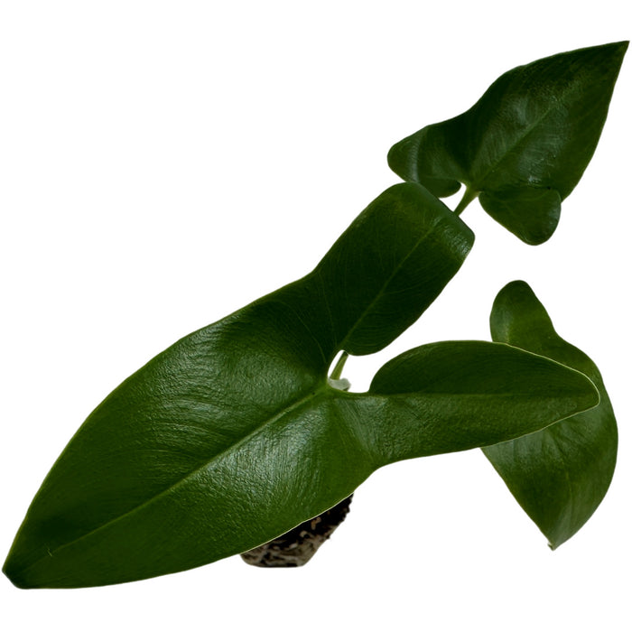 Philodendron Goeldii-Starter Plant or 4" Grower Pot