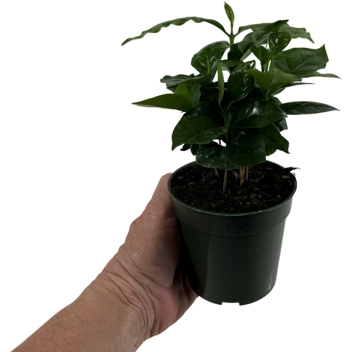 Coffee Arabica- Starter / 4" Grower Pot