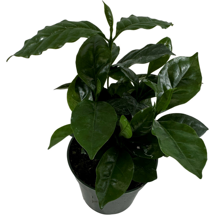 Coffee Arabica- Starter / 4" Grower Pot