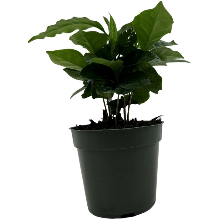 Coffee Arabica- Starter / 4" Grower Pot