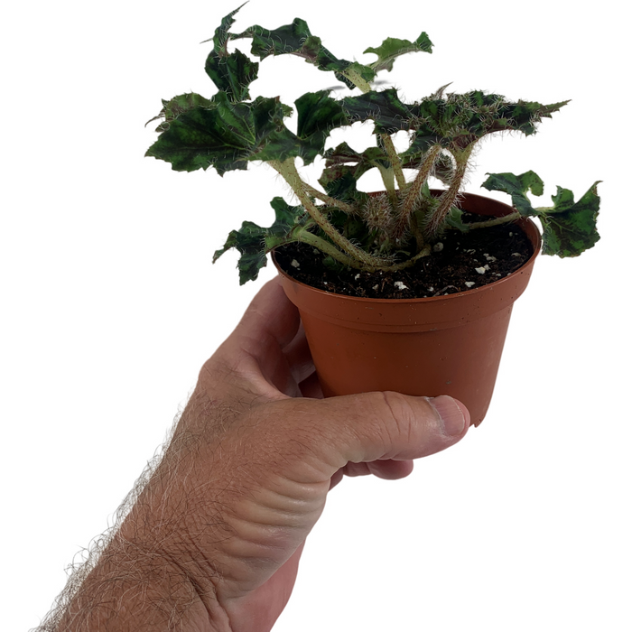 Begonia Unique 4" Grower Pot