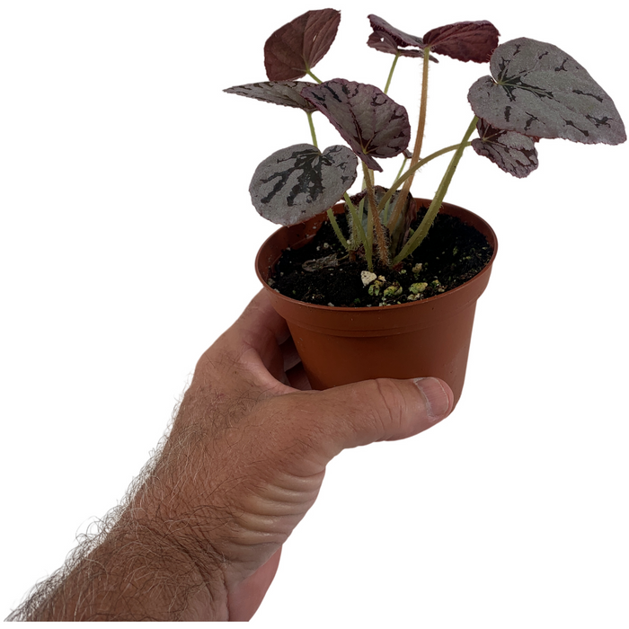 Begonia Silver Dollar 4" Grower Pot