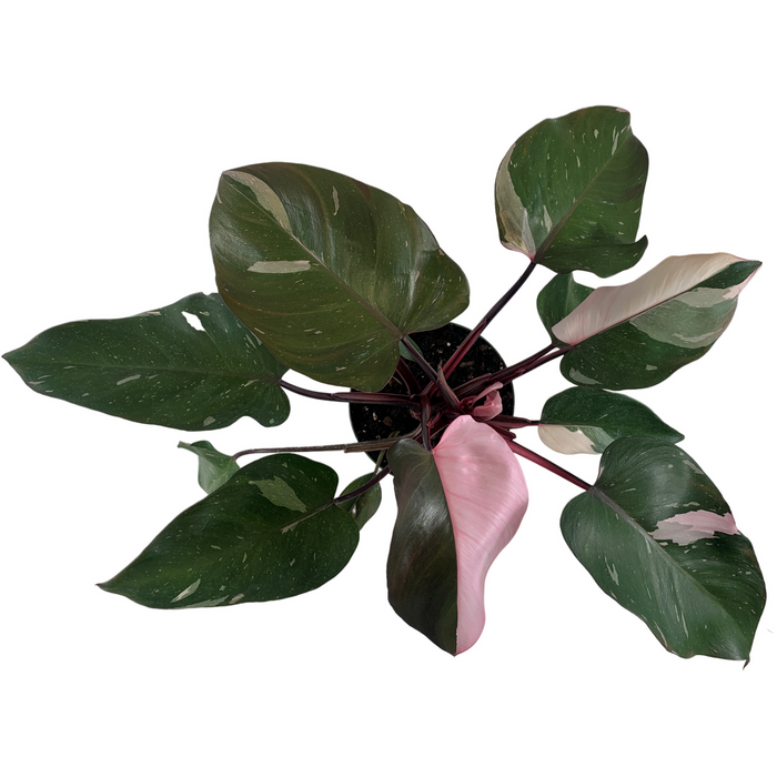 Philodendron Pink  or White Princess-4" Grower pot  or 6"  Pink Princess Grower Pot