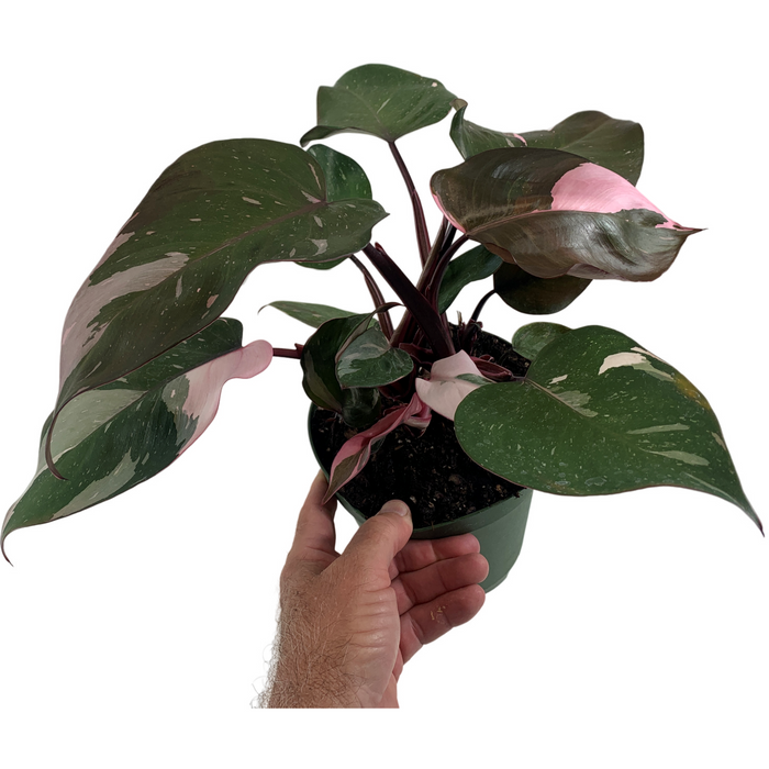 Philodendron Pink  or White Princess-4" Grower pot  or 6"  Pink Princess Grower Pot