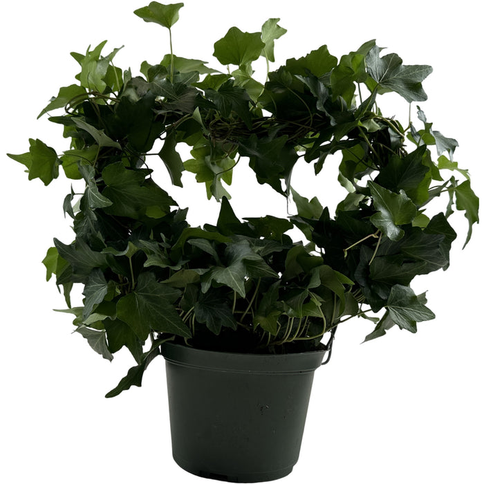 Green Ivy Heart-6" Grower Pot