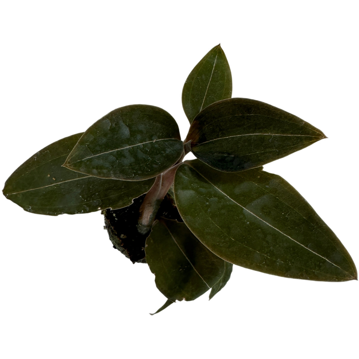 Jewel Orchid Black Starter Plant/4" Grower Pot — Plantastic Direct