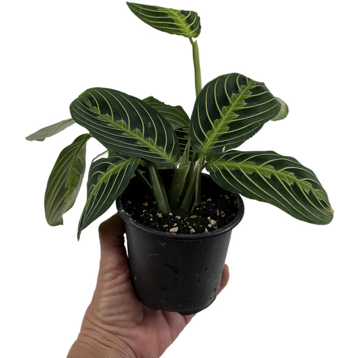 Maranta "Lemon Lime"- 4" or 6" Grower Pot