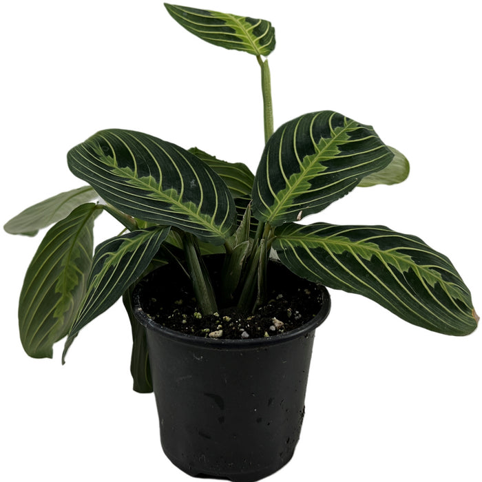 Maranta "Green"- 4" or 6" Grower Pot