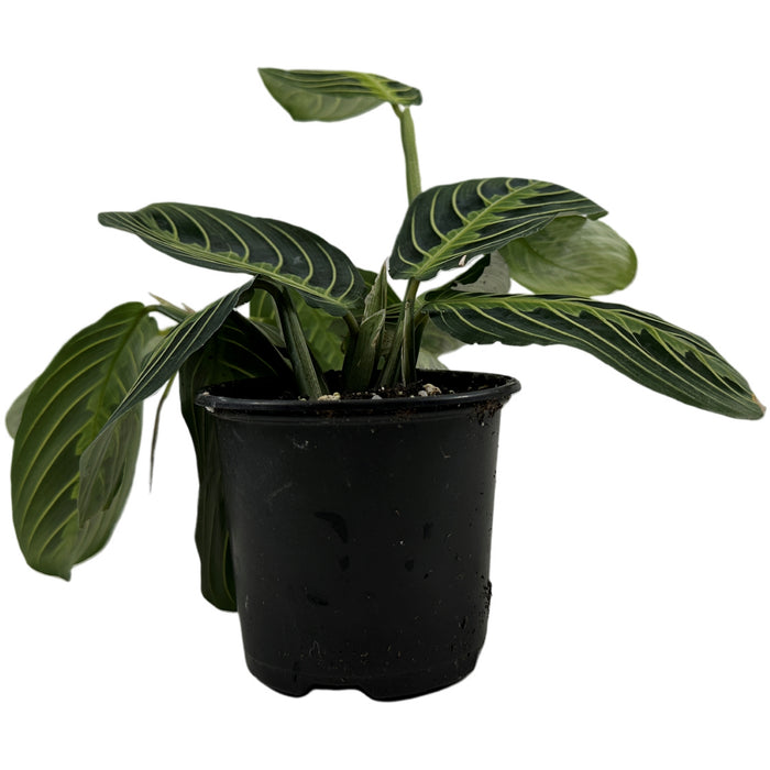 Maranta "Green"- 4" or 6" Grower Pot