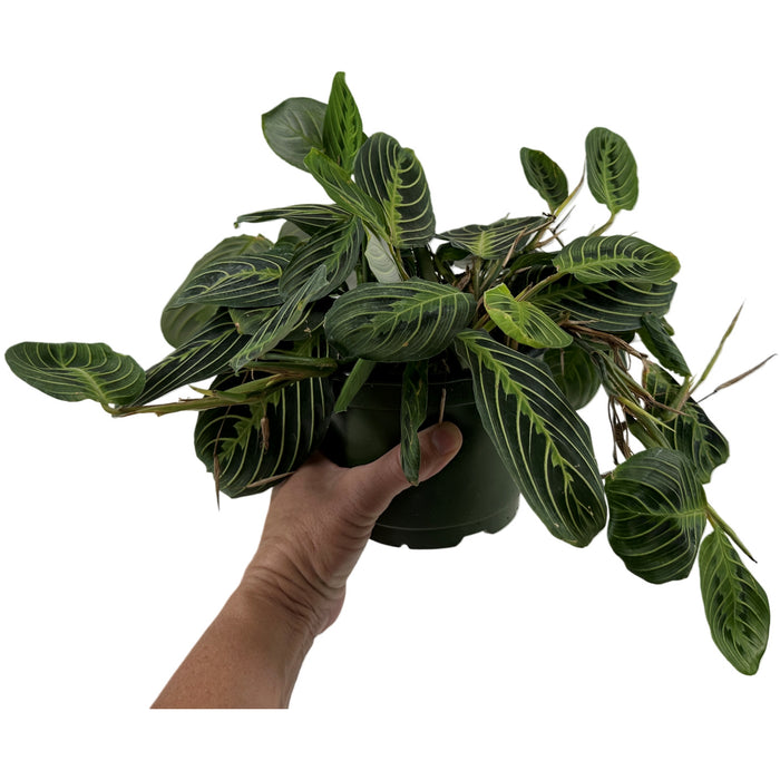 Maranta "Green"- 4" or 6" Grower Pot