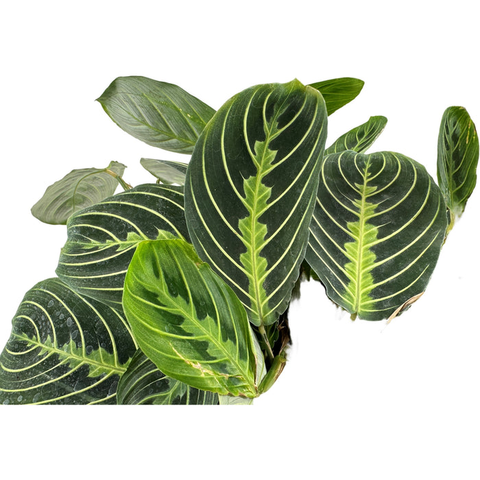 Maranta "Lemon Lime"- 4" or 6" Grower Pot