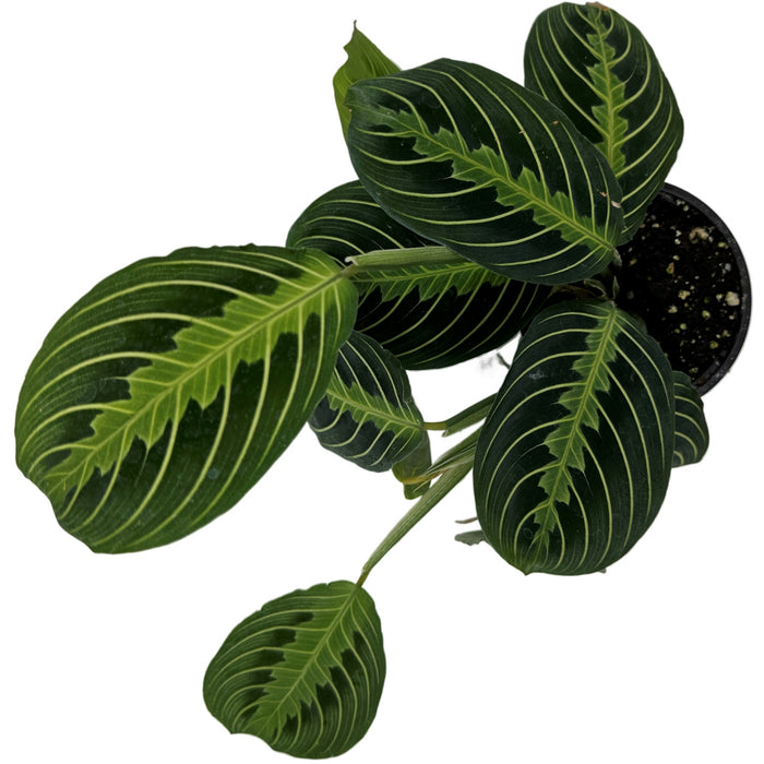 Maranta "Green"- 4" or 6" Grower Pot