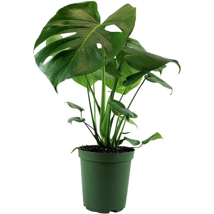 Monstera Deliciosa Starter Plant,4" or 6" Grower Pot