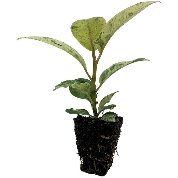 Ficus Shivereana "Moonshine"-Starter Plant/4" Grower Pot