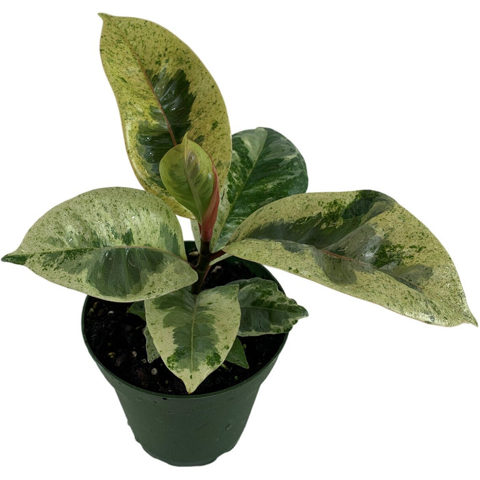 Ficus Shivereana "Moonshine"-Starter Plant/4" Grower Pot