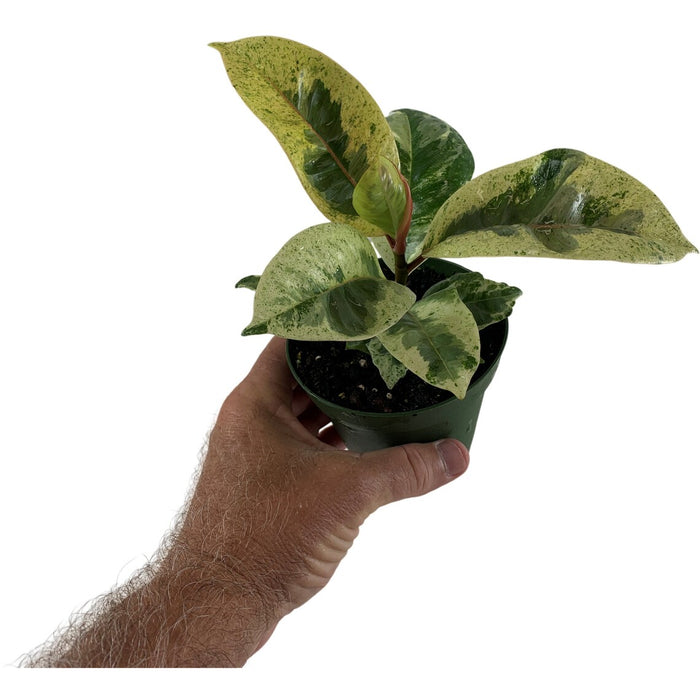 Ficus Shivereana "Moonshine"-Starter Plant/4" Grower Pot