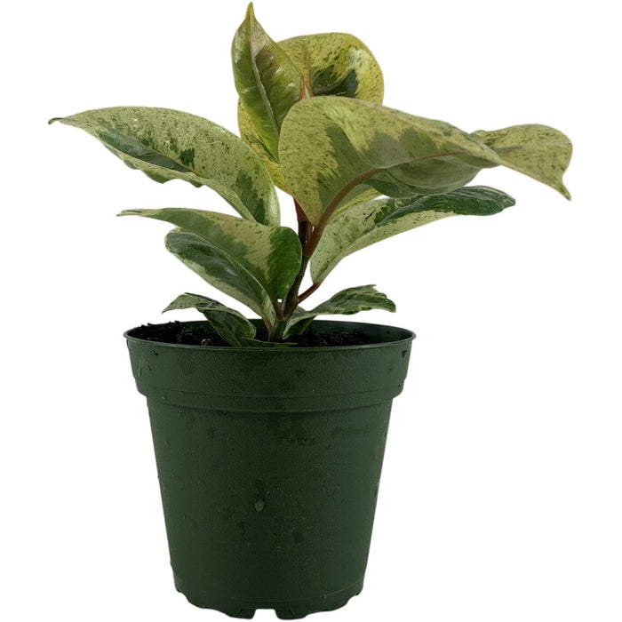 Ficus Shivereana "Moonshine"-Starter Plant/4" Grower Pot