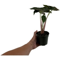 Alocasia Morocco- Starter Plant or 4" Grower Pot