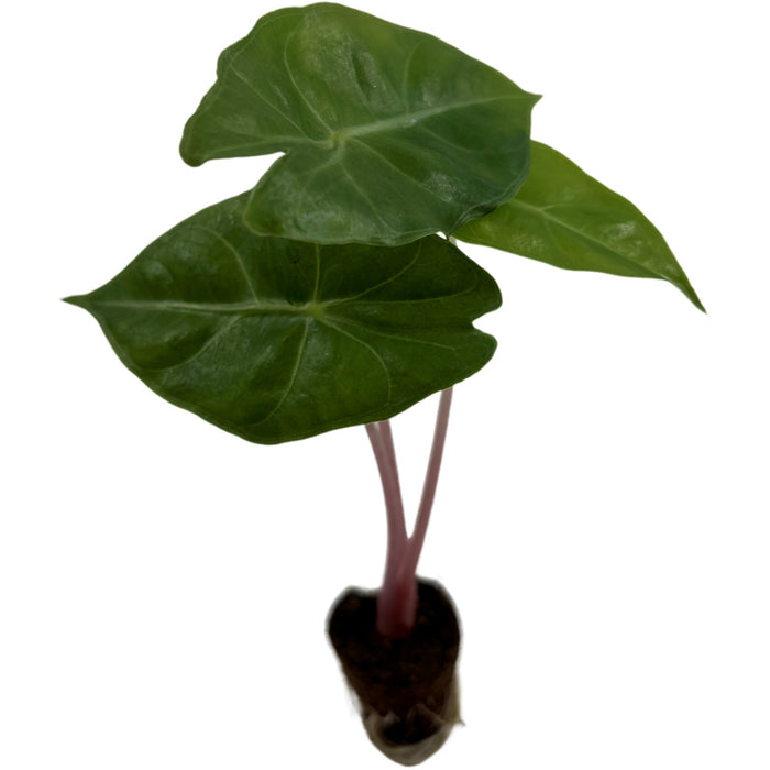 Alocasia Morocco- Starter Plant or 4" Grower Pot