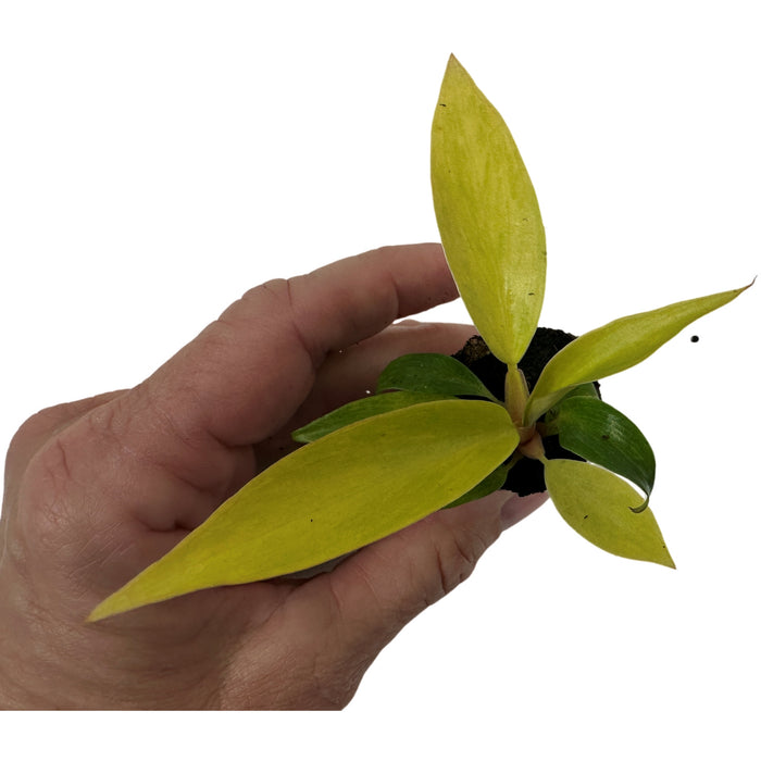 Philodendron Orange Marmelade-Starter Plant or 4" Grower Pot
