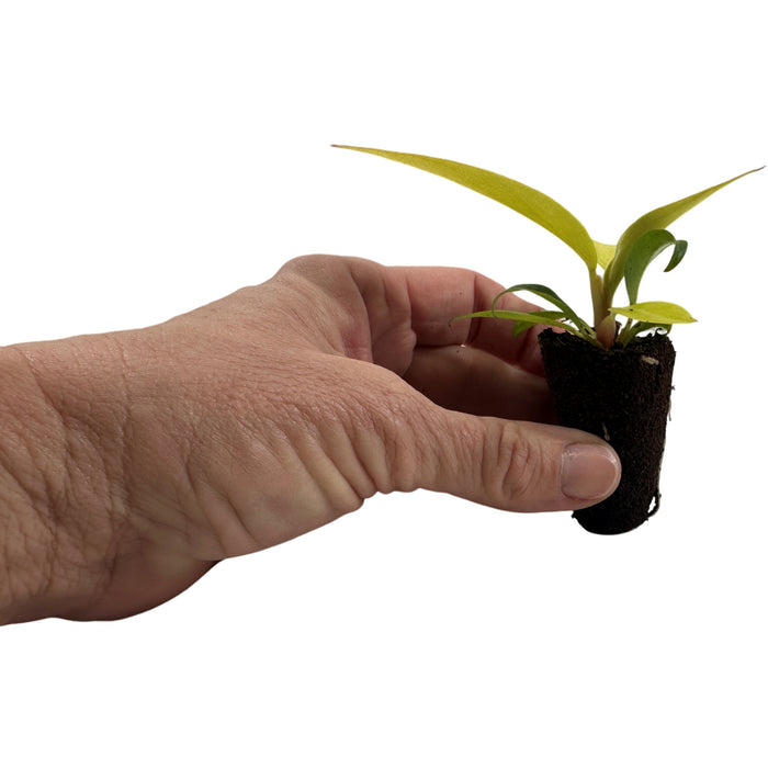 Philodendron Orange Marmelade-Starter Plant or 4" Grower Pot