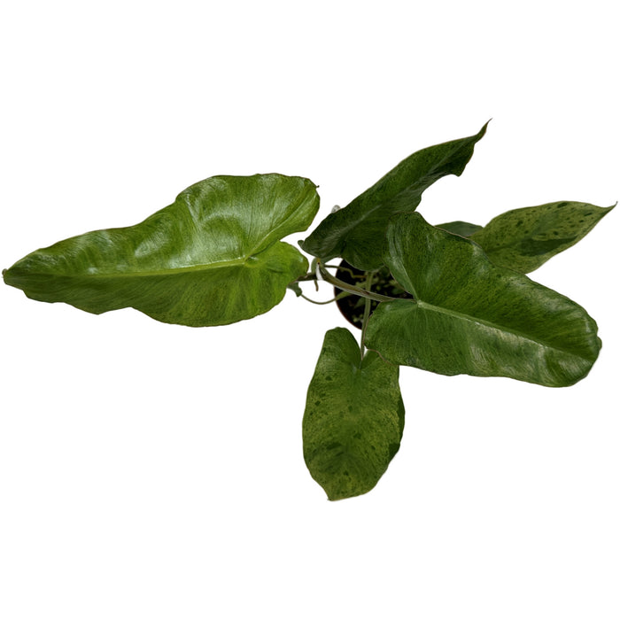 Philodendron Paraiso Verde-Starter Plant/4" Grower Pot