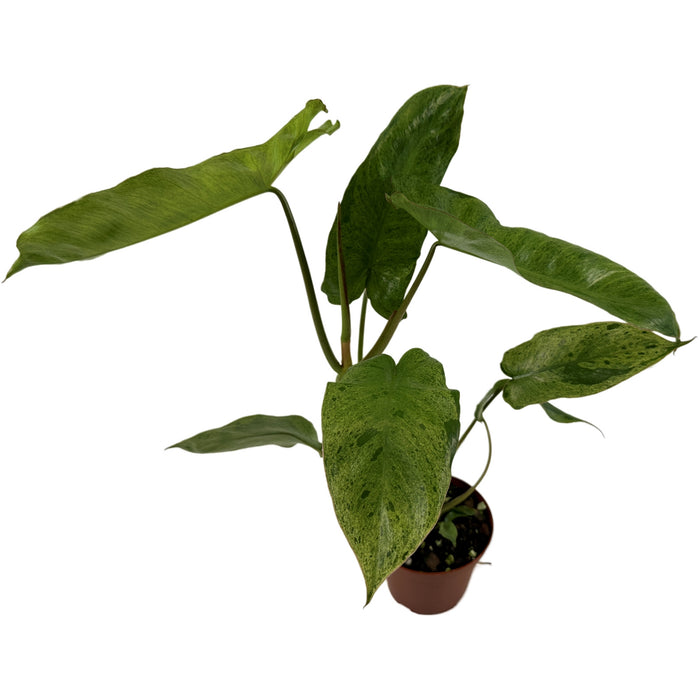 Philodendron Paraiso Verde-Starter Plant/4" Grower Pot