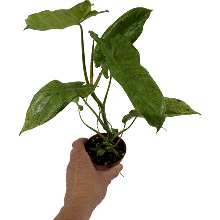 Philodendron Paraiso Verde-Starter Plant/4" Grower Pot