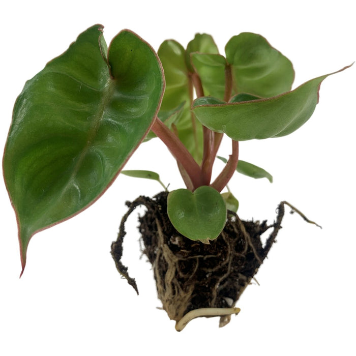 Philodendron Billietiae Starter Plant or 4" Grower Pot
