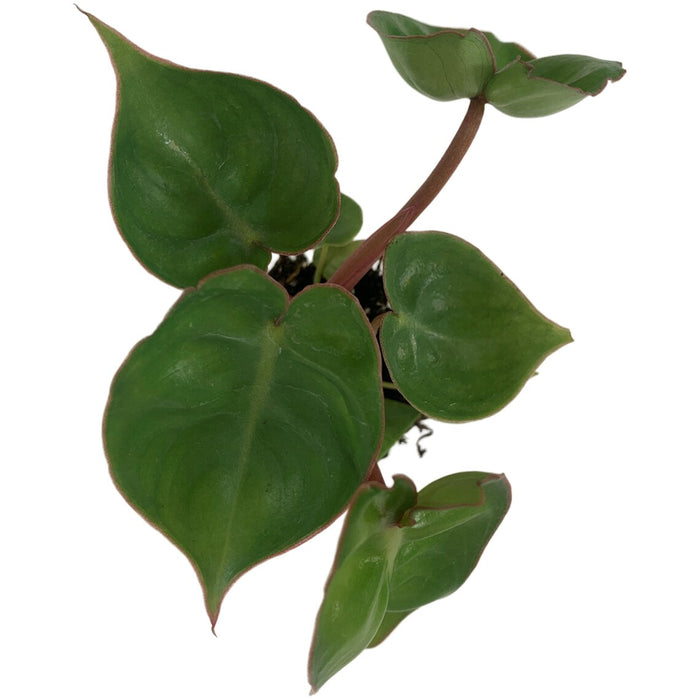Philodendron Billietiae Starter Plant or 4" Grower Pot