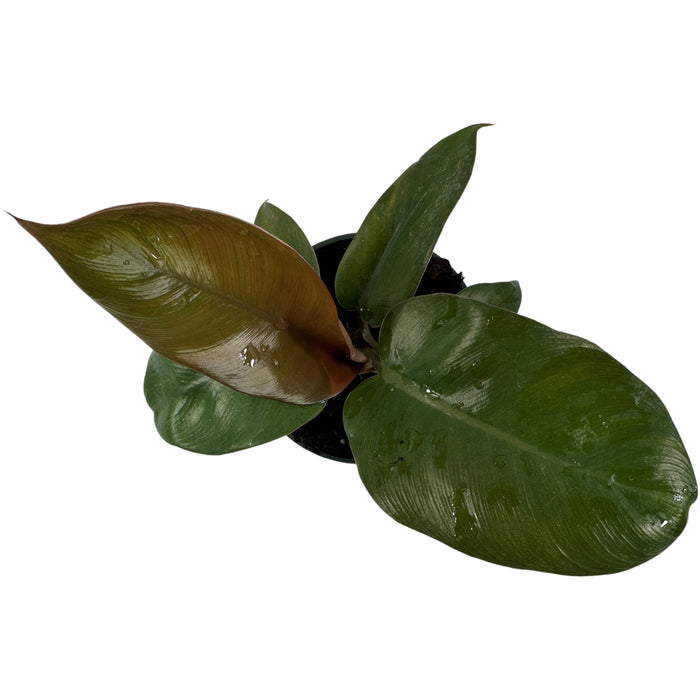 Philodendron Black Cardinal Starter Plant/4" Grower Pot