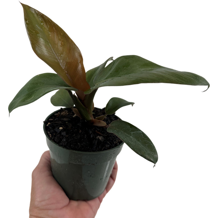 Philodendron Black Cardinal Starter Plant/4" Grower Pot